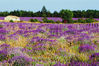 ������� (Provence)